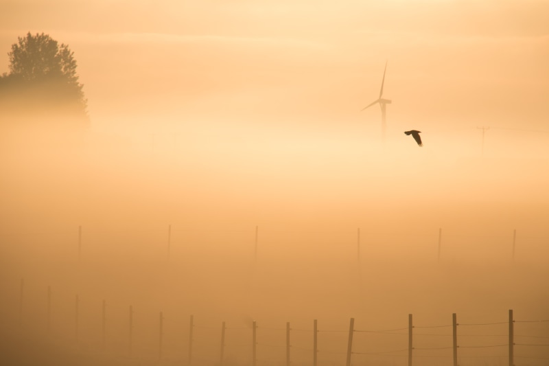 camera, s18, sunrise - Dawn, water, 5K, canon, fågel, sunset, f/3.5, ƒ / 9, HFF, mm, exif, black, landskap, black bird, landscape, mist, fog, ef, morgon