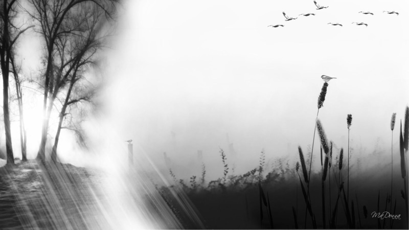 birds, field, foggy, tree, 3d and abstract, morning, mist, 1080P, widescreen, fall, misty, grass, sun rays, autumn