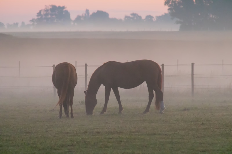 nature, Misty, horses, field, 5K, grass, mist, sunset, animal, stallion, green, outdoors, landskap, rural Scene, brown, landscape, daytime, dimma, farm