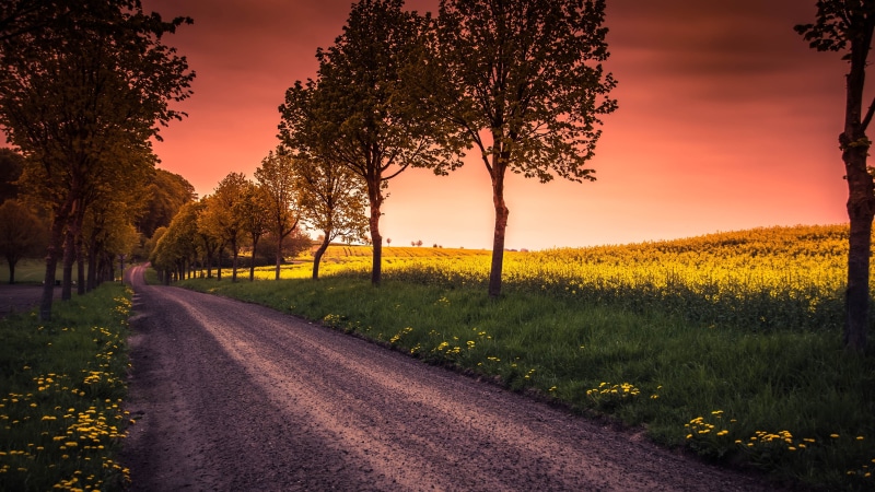 red sky, canola, spring, 4K, sweden, road, mustard plant, rapeseed, tree lane, canola field, field, kabusa, skane, sunset, evening, dirt road