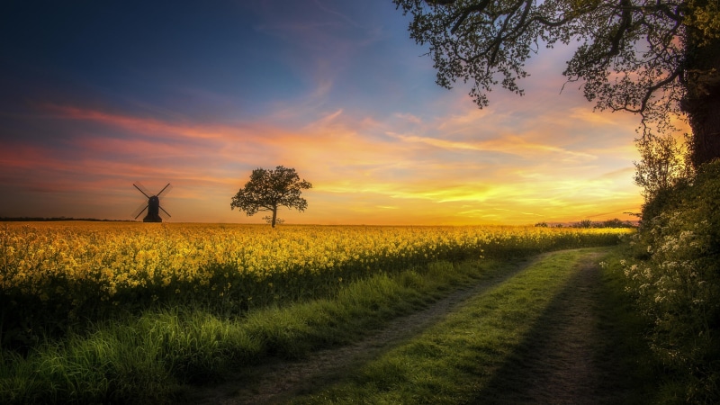 scenics - nature, beauty in nature, atmosphere, sky, windmill, agriculture, 4K, tranquil scene, no people, growth, prairie, landscape, canola, tree, land