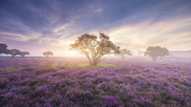 lavender, freshness, clouds, landscape, flower head, plant, tree, sky, vulnerability, pink, 1080P, purple, beauty in nature, sunrise, nature, tranquil scene