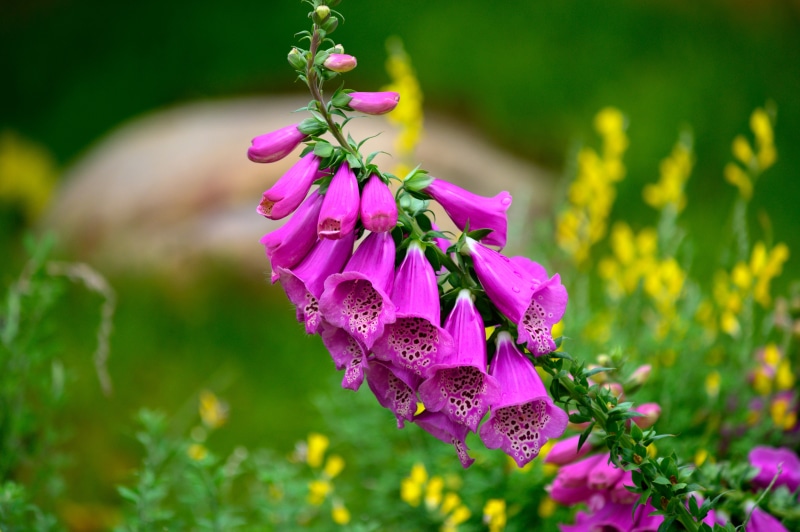 green, growth, selective focus, inflorescence, close-up, deciduous, plant, bud, blossom, plants, pollen, beauty in nature, petal, purple, springtime, flowerbed