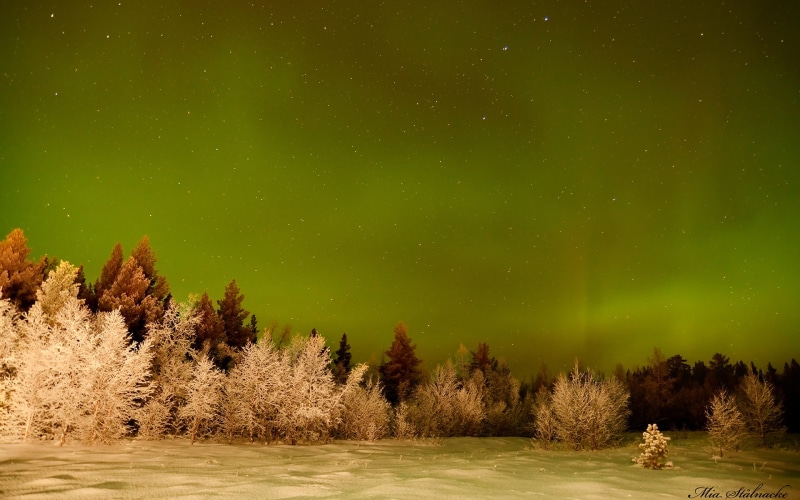 snow, trees, green, lights, night, northern, stars, 1080P, aurora, borealis, nature, hd, winter