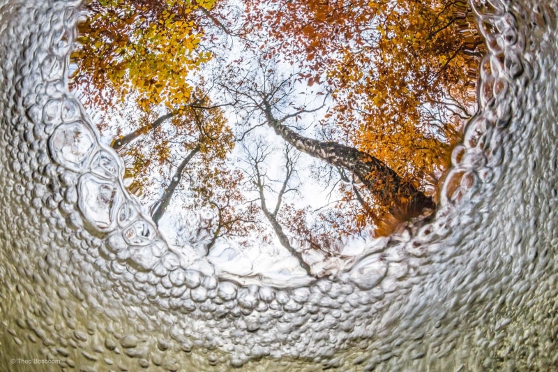 brown, nature, outdoors, orange color, bubbles, no people, worms eye view, tree, branch, change, white color, beauty in nature, water, autumn, 2K, blurred