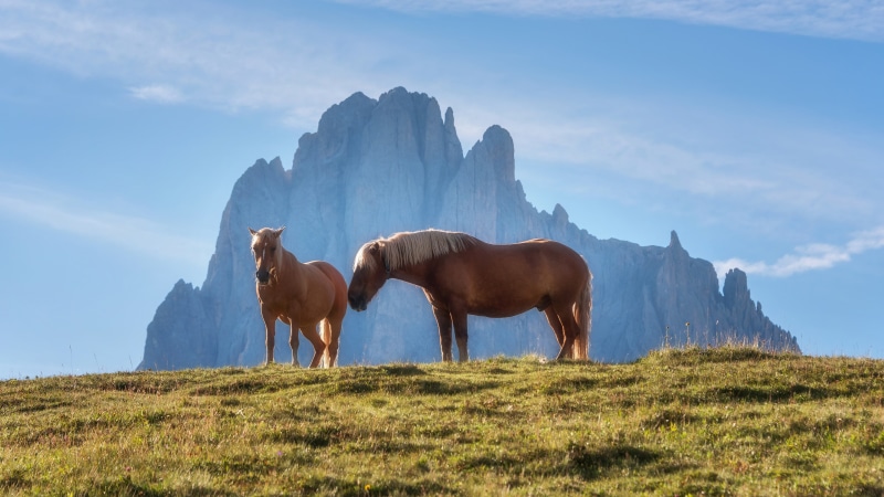 sassolungo, alpine pasture, langkofel group, grassland, 4K, horse, pasture, steppe, sky, western dolomites, mountain, alpe di siusi, grass, seiser alm