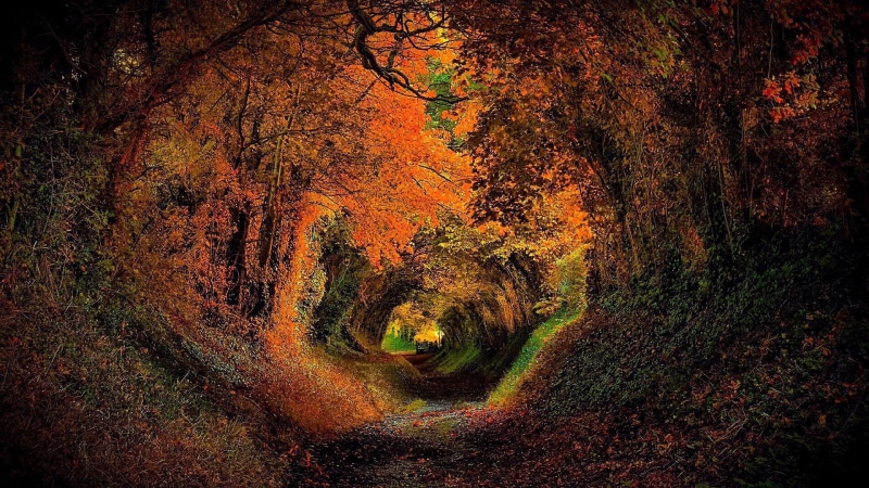 landscape, autumn, europe, tree alley, england, 1080P, tree tunnel, forest path, eu, woodland, united kingdom, uk, sunlight, deciduous, vegetation, nature