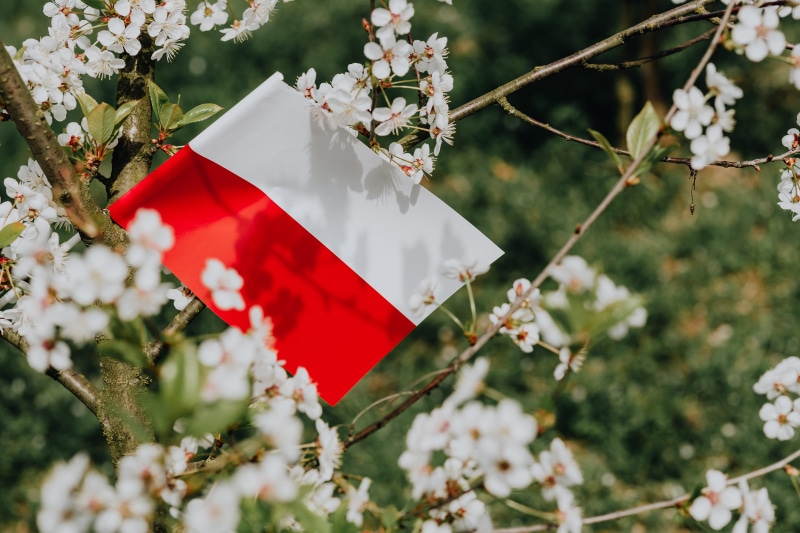 white color, polish, Europe, focus on foreground, fragility, independence, tree, pole, flag, flaga, eu, nature, Poland, red, celebration, beauty in nature