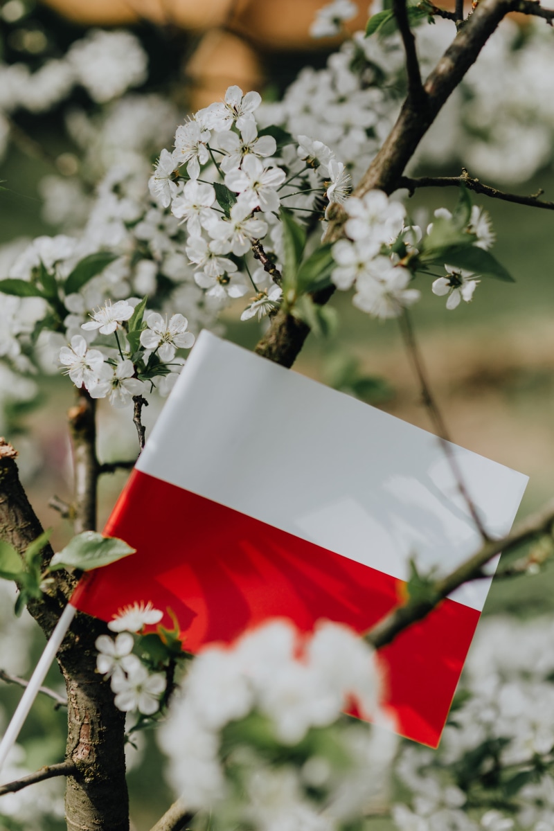 close-up, flower arrangement, pole, selective focus, fragility, day, white color, independence, Europe, flower, flowering plant, message, cherry blossom
