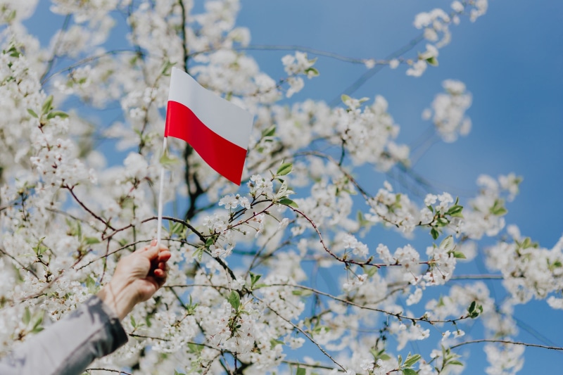 Poland, 5K, independence, low angle view, nature, one person, national, human body part, cherry tree, plant, pole, holding, tree, cherry blossom, polish