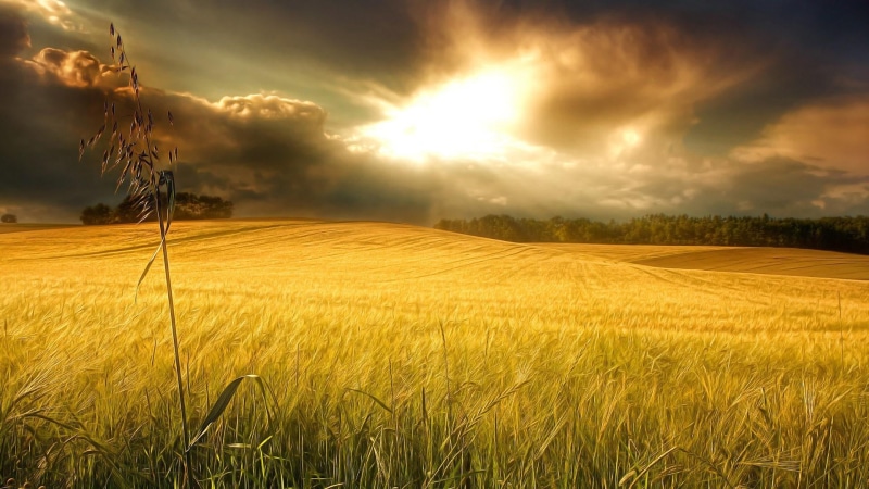 agriculture, sunlight, sunset, morning, tranquility, prairie, cloud, golden, crop, grassland, landscape, cereal plant, plant, grass, cloud - sky, sun, ecosystem