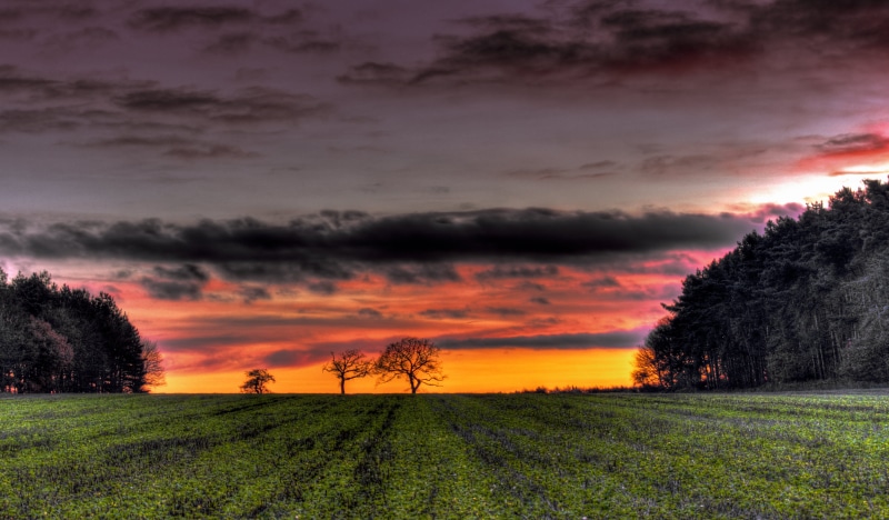sun, landscape, cloud - Sky, field, sunset, season, sunlight, morning, rice, rural Scene, 4K, sky, farm, scenics, sunrise - Dawn, red  orange, agriculture