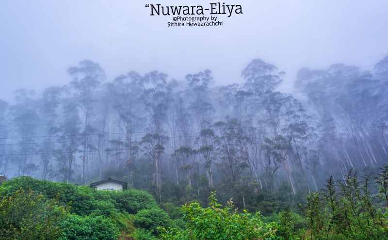 scenics - nature, beauty in nature, lanka, tree, landscape, day, 5K, eliya, mountain, fog, plant, Others, Asia, no people, tranquil scene, outdoors, sky