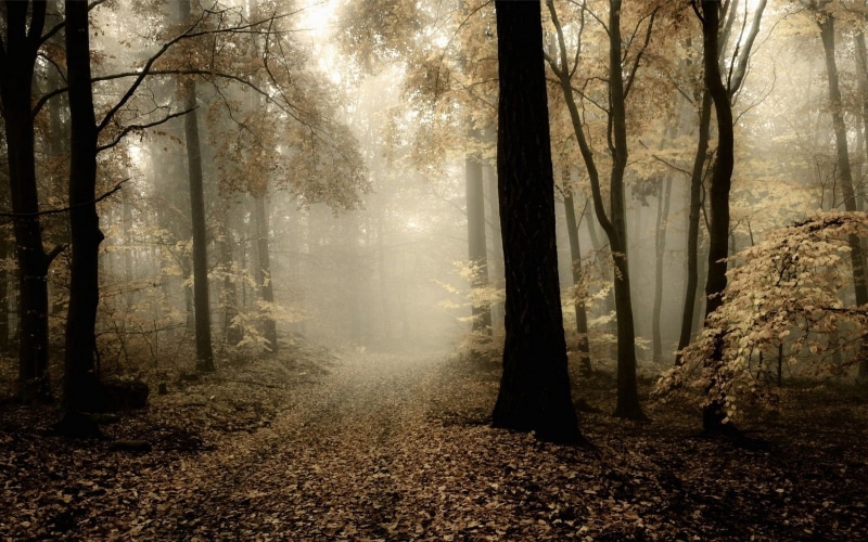 tranquil scene, nature, direction, forest, tall, non-urban scene, beauty in nature, autumn, path, plant part, day, atmosphere, tranquility, 720P, leaf