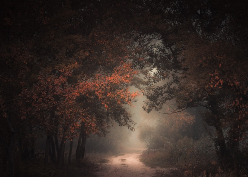 non-urban scene, tranquility, path, mist, orange color, landscape, beauty in nature, no people, 1080P, scenics - nature, fall, dark, morning, nature, land