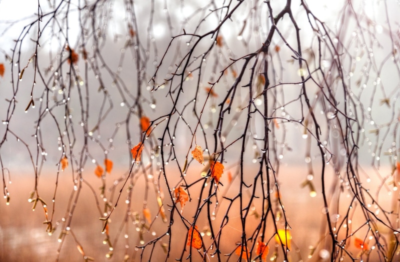 winter, Trees, macro, beauty in nature, tranquility, tree, linux, hd, plant, branch, px, art, bare tree, dead plant, day, nature, x, 1080P, cold temperature