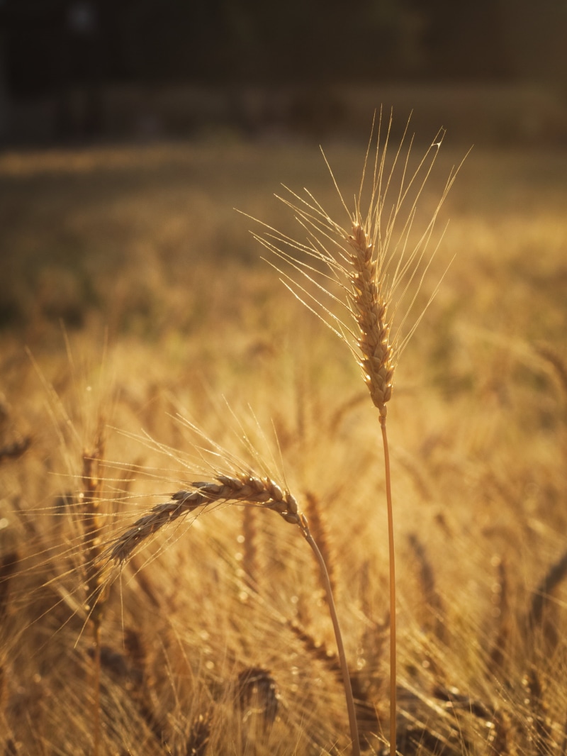 Wheat field, agriculture, depth, depth of field, ripe, wheat, seed, yellow, rye - Grain, cereal Plant, plant, stem, farm, growth, field, outdoors, summer