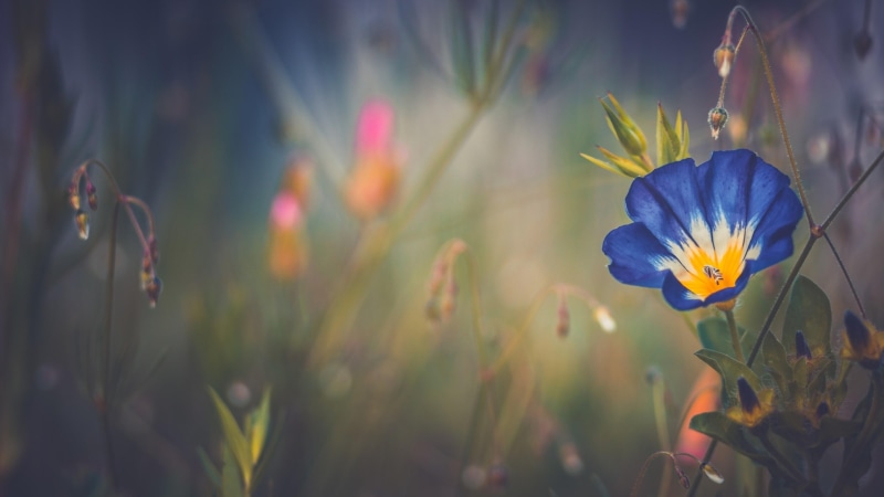 blue morning glory, morning glory, beautiful, 4K, dreamy, flower field