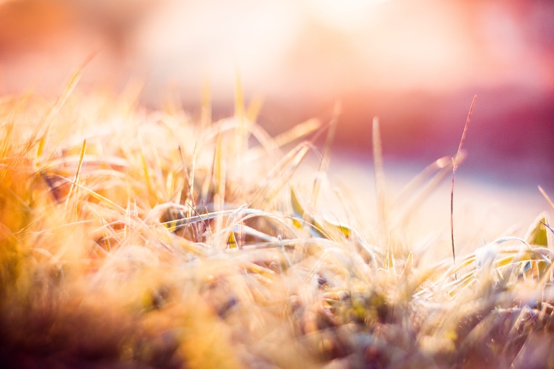 Morning, cold, season, ice, vibrant Color, close-up, autumn, sunlight, defocused, close up, rural scene, macro, brightly lit, selective Focus, landscape