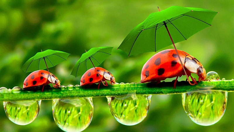 haulm, ladybirds, umbrella, focus on foreground, halm, invertebrate, lady beetle, water, dreamy, rain, grass, plant, plant part, animal wildlife, 1080P