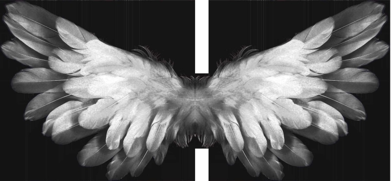 mythology, saint, feather, flying, black, art, pray, nature, grey, angel, studio shot, heaven, fragility, symmetry, no people, mythological, plant, fly