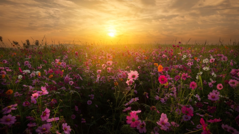 4K, floral, field, sky, bloom, flower field, blossom, sunset, wild flowers