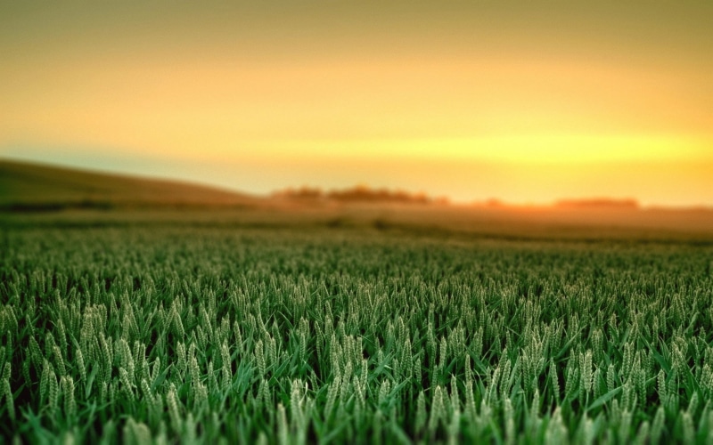 grass, 1080P, wheat, flower, field