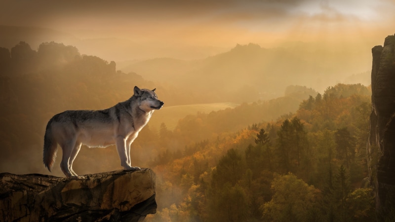 cliff, gray wolf, sky, rock, wolf, forest, landscape, 4K, wildlife