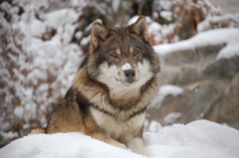 hill, rock, snow, rock hill, gray Wolf, winter, forest, near, outdoors, carnivore, 1080P, utonagan, nature, animal, cold - Temperature, wildlife, dog