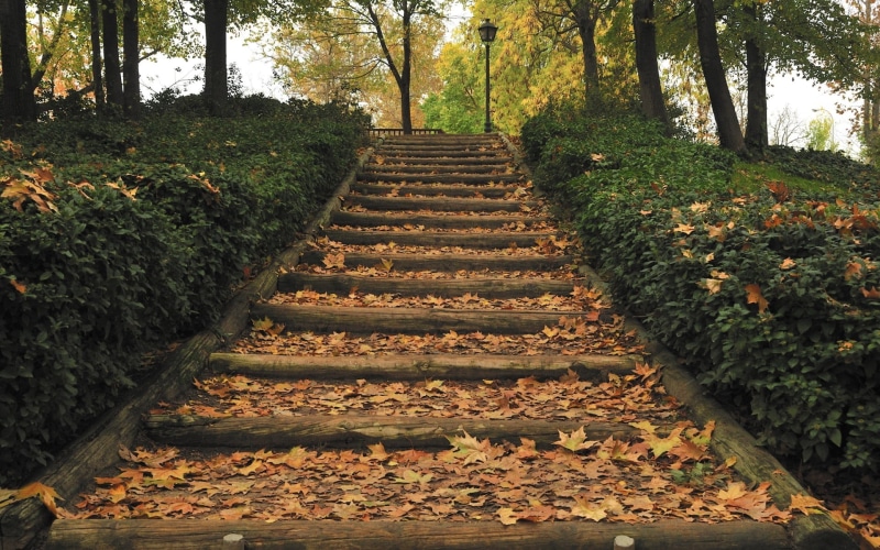 brown, direction, the way forward, leaves, concrete, forest, plant, diminishing perspective, tree trunk, tranquil scene, steps and staircases, no people