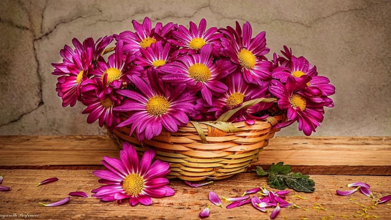 chrysanths, flora, table, flower arrangement, plant, indoors, wood - material, photography, purple, container, pink flower, freshness, nature, flowering plant