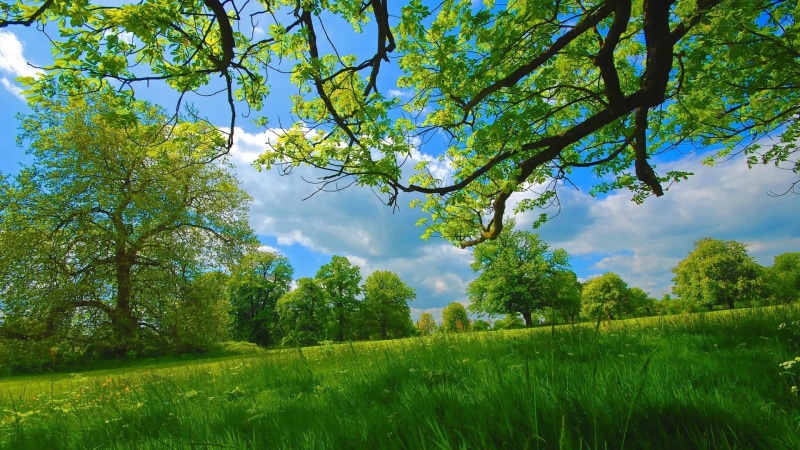 sky, branches, grass, natural beauty, green, beauty, trees, summer, natural, 1080P