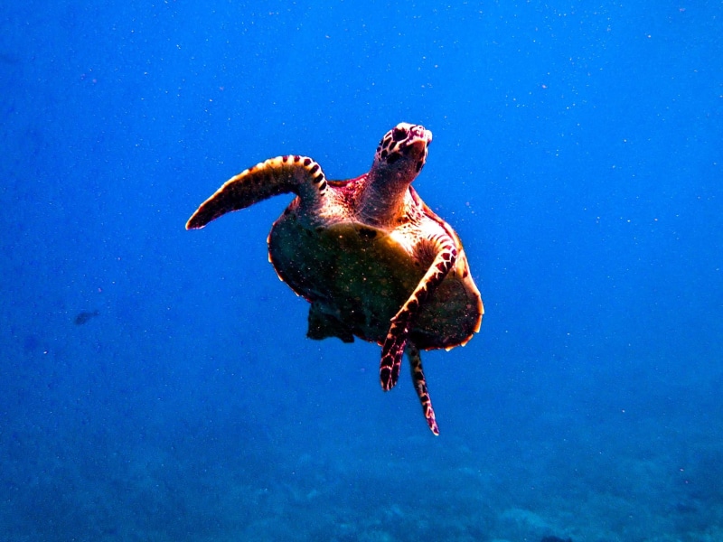 e900, scuba  diving, fuji, Komodo, nature, 1080P, Indonesia, under the sea, brown, blue, underwater, wildlife, Bali, animal, Scuba diving, red Turtle