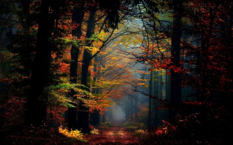 tree trunk, tranquility, orange color, 480P, no people, fairy tale, mist, atmosphere, outdoors, leaves, sunlight, tree, woodland, trunk, branch, scenics - nature