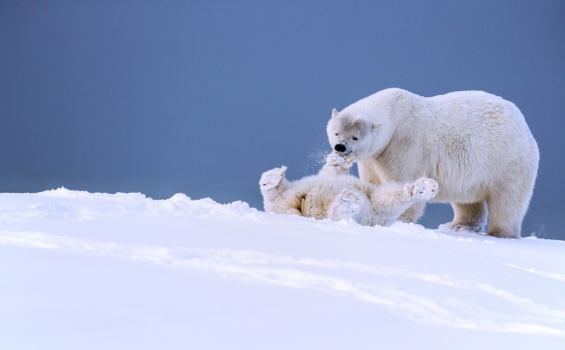 the game, bear, 1080P, fun, polar bears, winter, Alaska, polar, snow, bears, cub