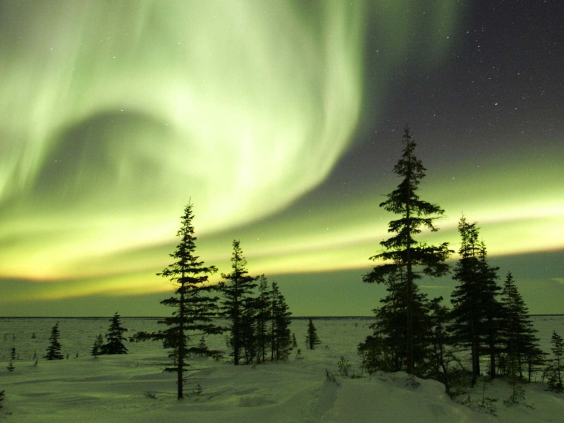 green color, landscape, sunset, tree, silhouette, aurora Polaris, environment, reflection, aurora Borealis, space, trees, tranquil Scene, dusk, coniferous tree