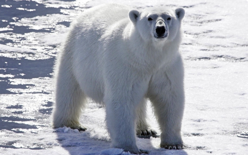 ice, alaska - Usa State, vertebrate, bright, polar, carnivore, large, polar Bear, day, animal, fur, cute, one Animal, white color, sunlight, mammal, cold - Temperature