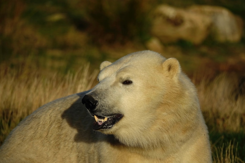 1080P, bear, face, look, portrait, background, light, white, polar bear ...