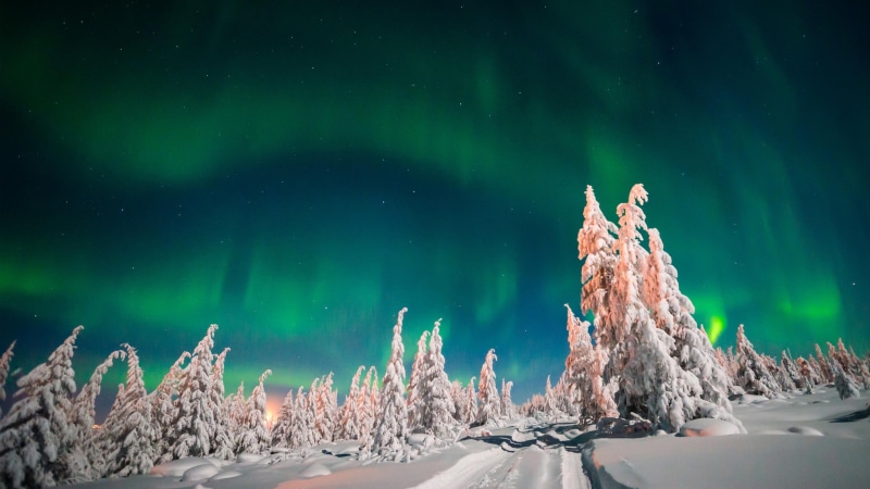 pine, night, polar lights, nature, north lights, snow, aurora borealis, snowy, fir forest, tourist attraction, pine tree, tree, beauty in nature, freezing