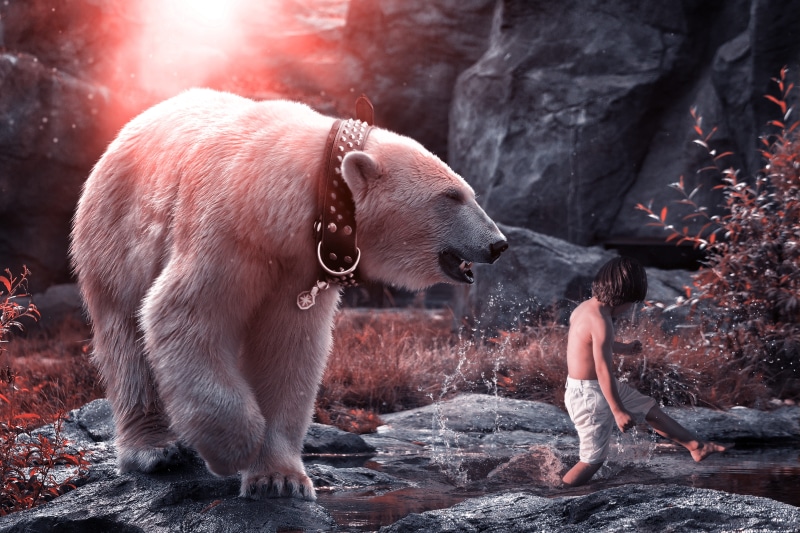 nature, following, rock, rock - object, light, animal, vertebrate, child, predator, polar, walking, animals in the wild, cute, hair, photoshop, play, animal wildlife