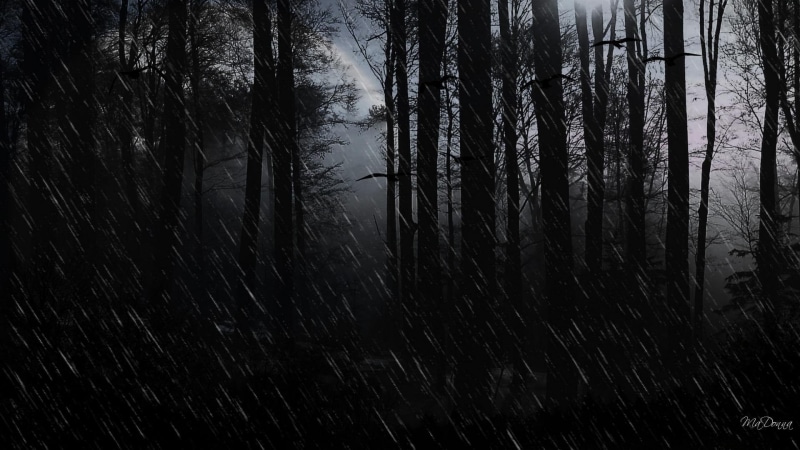 woods, forest, illustration, showers, 1080P, rain, dark, widescreen, trees, 3d and abstract