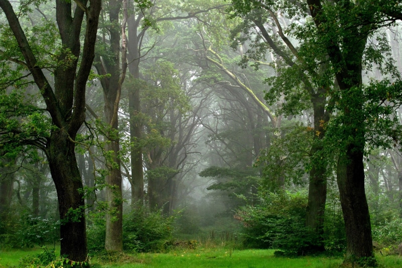 light - Natural Phenomenon, green Color, plant, 1080P, growth, mist, leaf, branch, autumn, environment, woodland, summer, outdoors, spooky, trunk, nature
