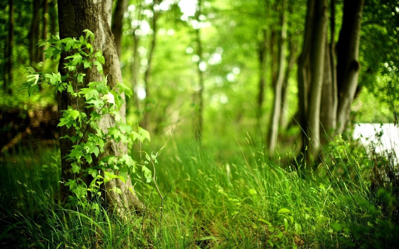 green, cool, landscape, 3d and abstract, beautiful, forest, amazing, 1080P, nature