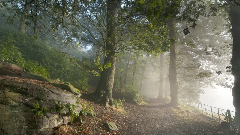 1080P, misty, forest, trip, fog, foggy, path