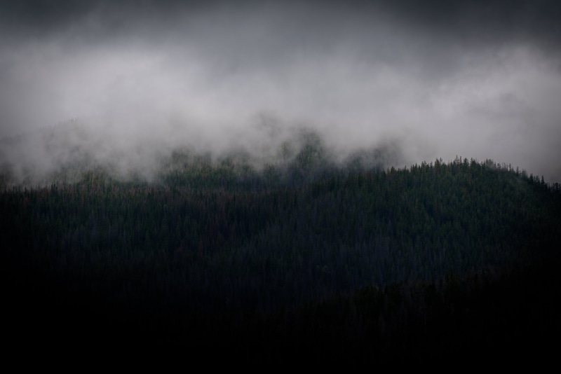 fog, murky, dark, pine trees, beauty in nature, nature, woodland, 5K, thunderstorm, storm, environment, foggy, trees, landscape, fir trees, sky, storm cloud