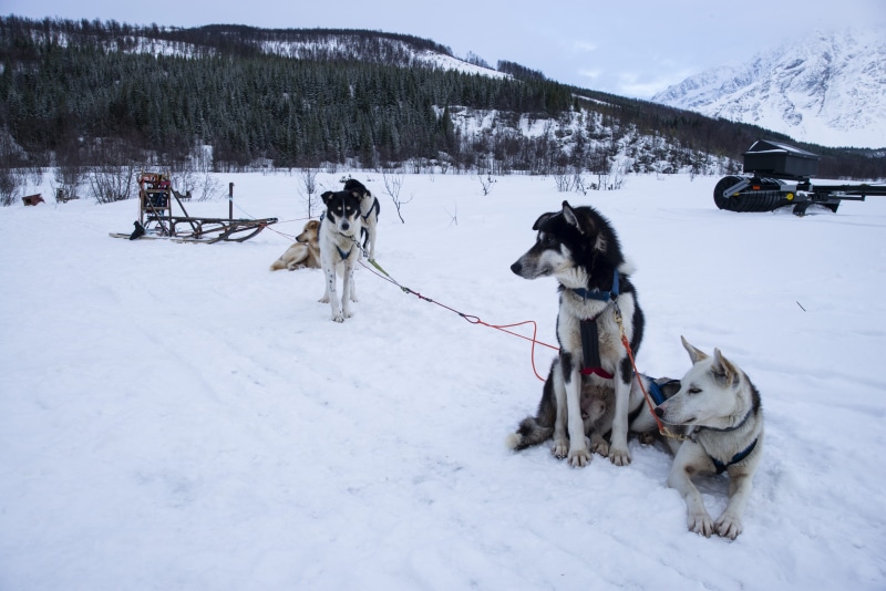 dog sled, mammal, land, vertebrate, pets, norway, exploring, animal, transportation, 5K, vacation, landscape, trees, snowy, tromsø, beauty in nature, outdoors