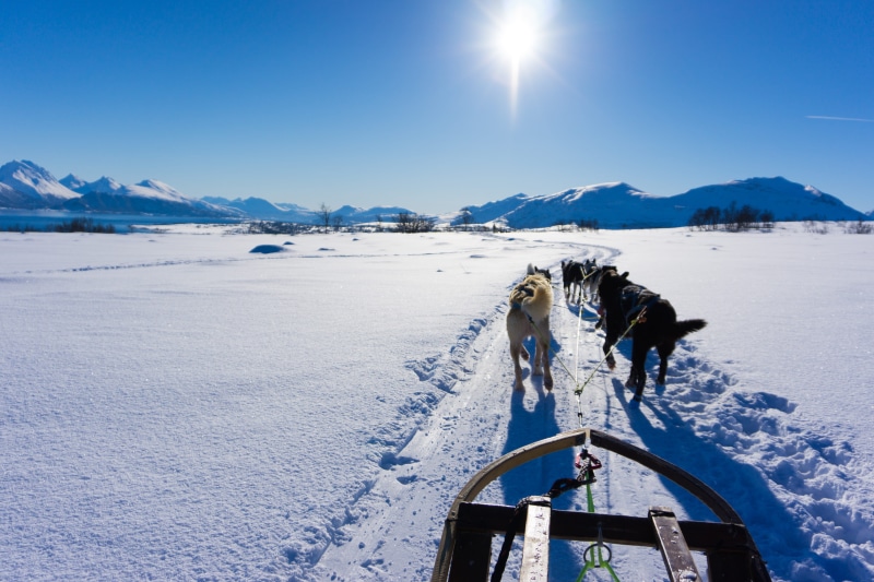mush, cold temperature, sky, snow, tromsø, mountain, sledging, domestic, tromso, fjord, norway, dog, mountain range, animal, day, mountains, winter, nature