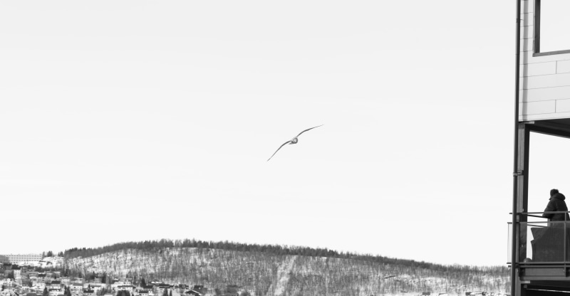 norway, fjords, seagull, tromso, fjord, animal wildlife, tromsø, day, one animal, tomasjordnes 153, clear sky, no people, 5K, animal themes, nature, animals in the wild