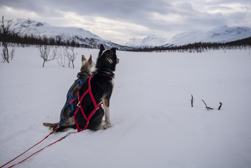5K, animal, snowy, domestic, vertebrate, norway, tromso, dog, snowcapped mountain, one animal, pets, beauty in nature, landscape, snow capped, winter
