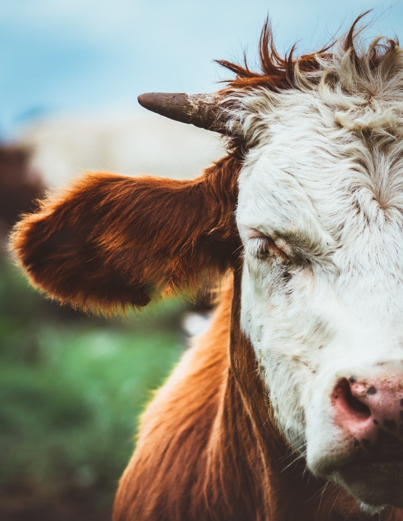 agriculture, no people, livestock, domestic cattle, animal nose, domestic, day, meadow, animal, 2K, focus on foreground, portrait, dairy, countryside